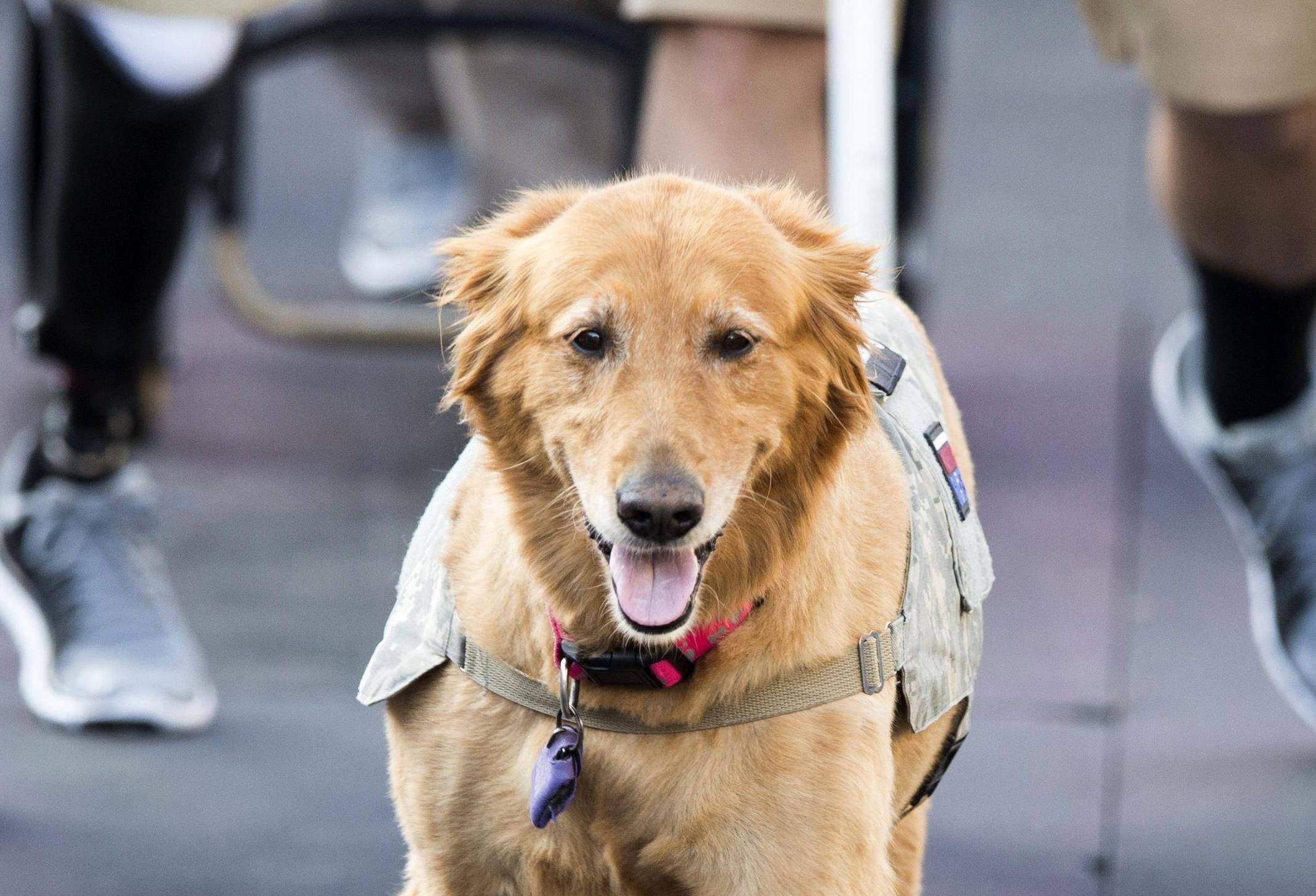 A golden retriever service dog wearing a harness walks in front of people, some of whom are using wheelchairs or wearing prosthetic legs.