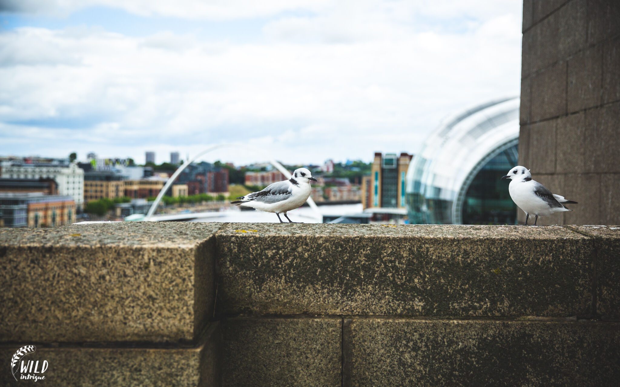 Two kittiwakes on the Tyne Bridge, with The Glasshouse in the background
